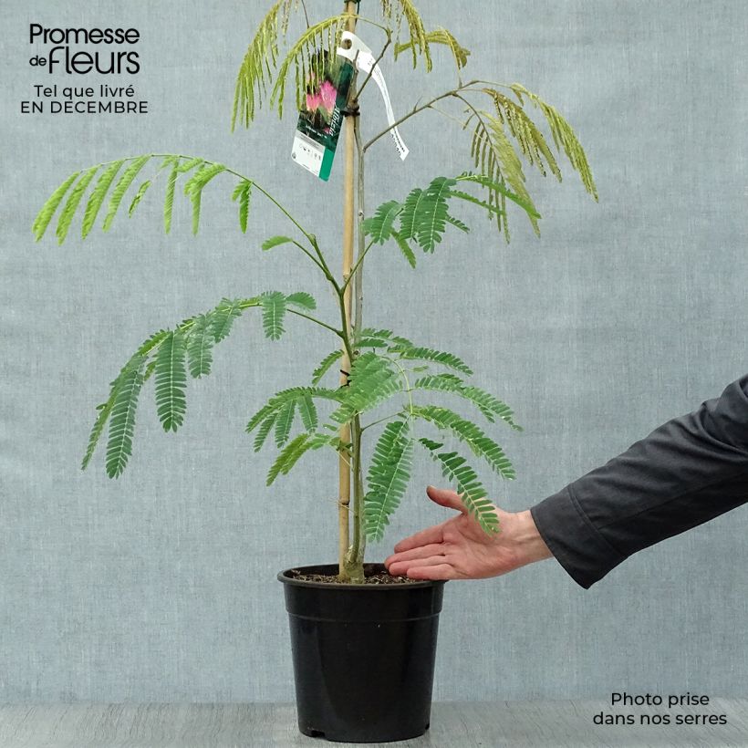 Exemplar von Albizia julibrissin Tropical Dream - Seidenakazie Topf mit 7,5L/10L wie im Winter geliefert