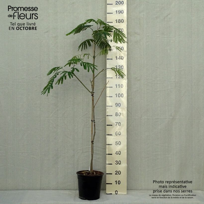 Exemplar von Albizia julibrissin Tropical Dream - Seidenakazie Topf mit 7,5L/10L wie im Herbst geliefert