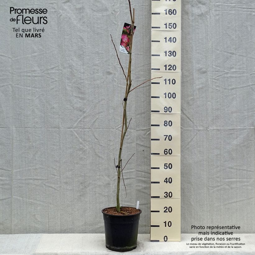 Exemplar von Albizia julibrissin Tropical Dream - Seidenakazie Topf mit 7,5L/10L wie im Frühjahr geliefert