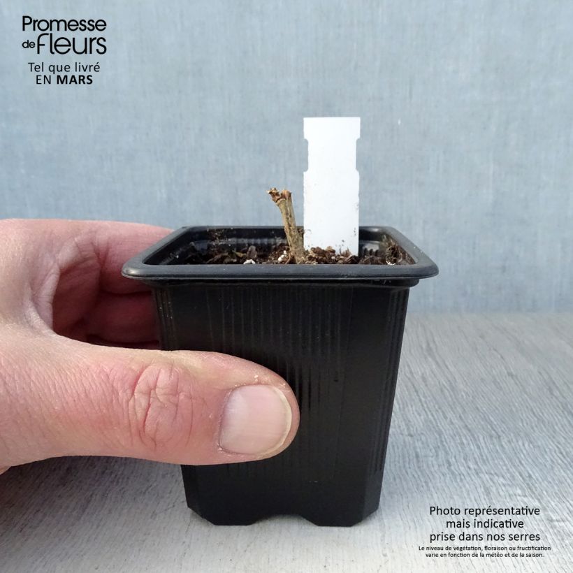 Exemplar von Alcalthaea suffrutescens Parkallee - Halbstrauchige Stockrose Kleine Töpfe von 8/9 cm wie im Frühjahr geliefert