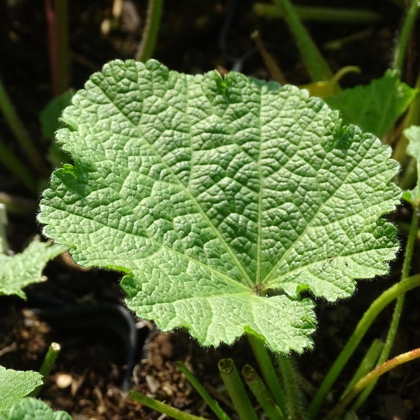 Alcea ficifolia Las Vegas - Feigenblättrige Stockrose (Laub)