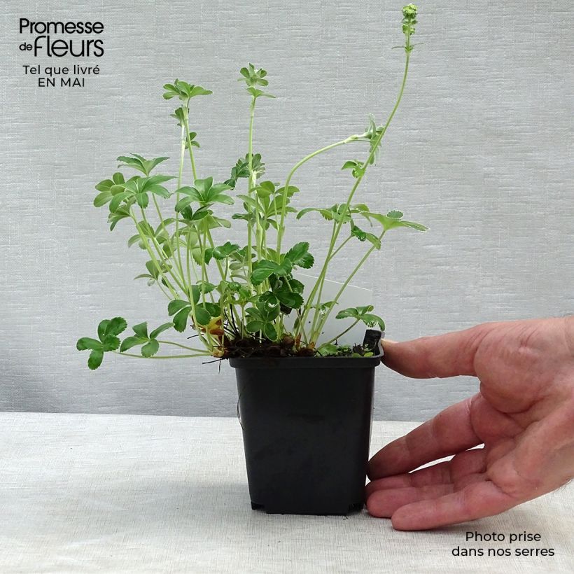 Exemplar von Alchemilla alpina - Alpen-Frauenmantel Kleine Töpfe von 8/9 cm wie im Frühjahr geliefert