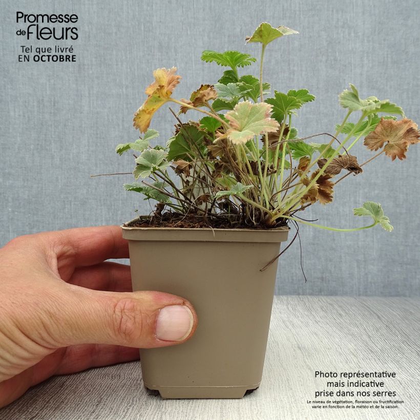 Exemplar von Alchemilla caucasica - Kaukasicher Frauenmantel Kleine Töpfe von 8/9 cm wie im Herbst geliefert