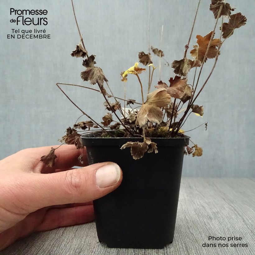 Exemplar von Alchemilla erythropoda - Frauenmantel Kleine Töpfe von 8/9 cm wie im Winter geliefert