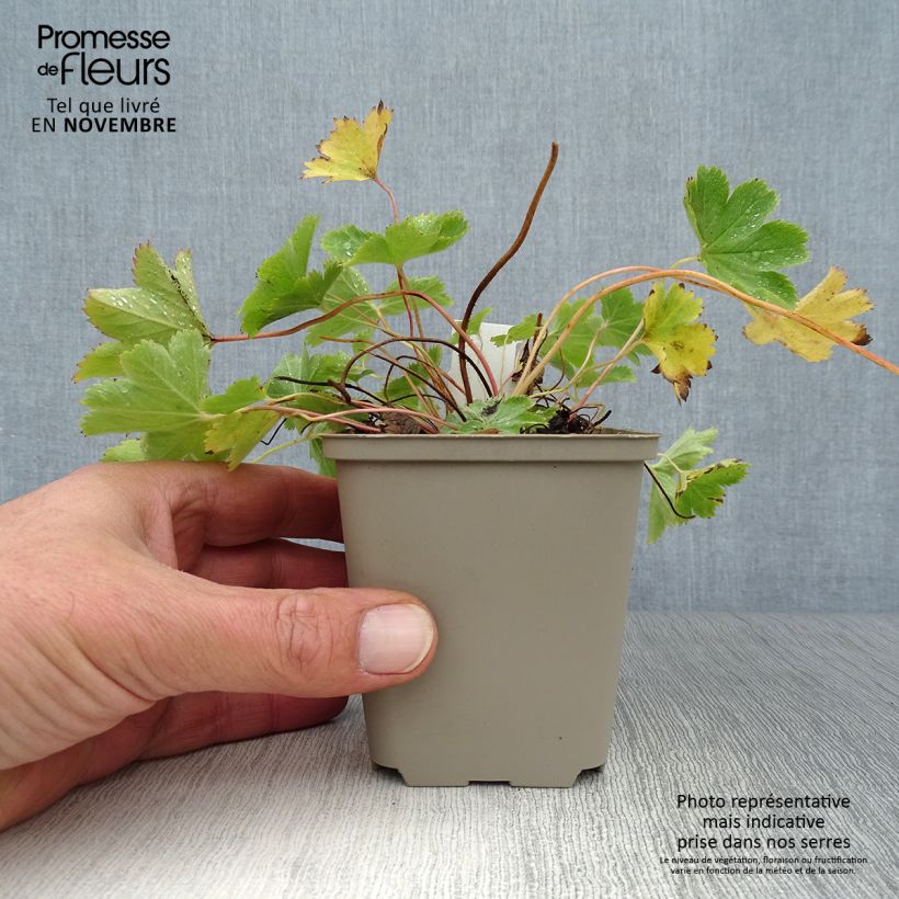 Exemplar von Alchemilla sericata Gold Strike - Frauenmantel Kleine Töpfe von 8/9 cm wie im Herbst geliefert