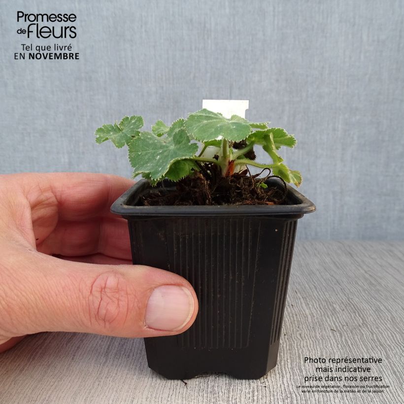 Exemplar von Alchemilla mollis - Weicher Frauenmantel Kleine Töpfe von 8/9 cm wie im Herbst geliefert