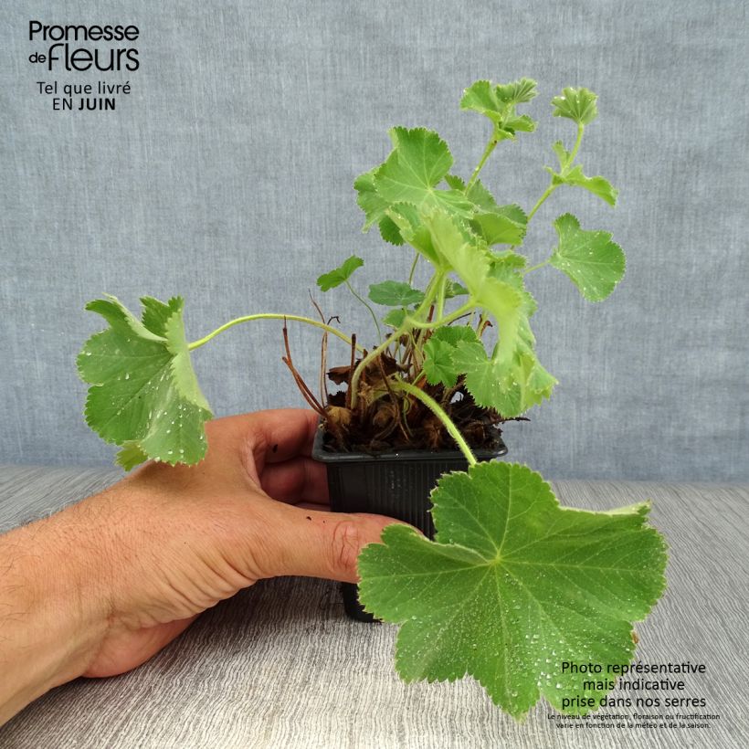 Exemplar von Alchemilla mollis - Weicher Frauenmantel Kleine Töpfe von 8/9 cm wie im Sommer geliefert