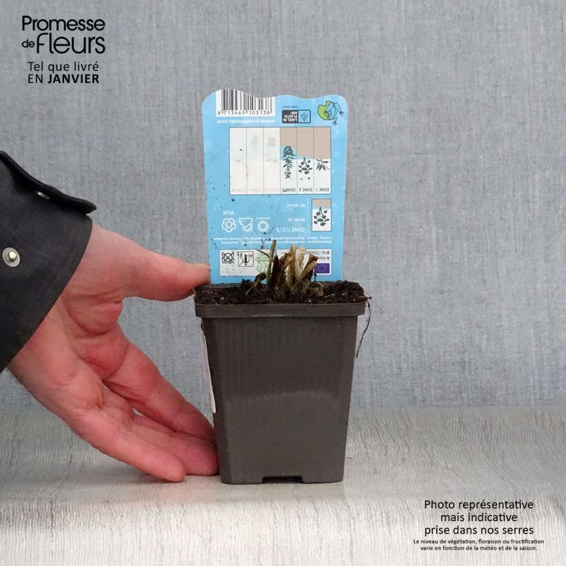 Exemplar von Alisma parviflora - Rundblättrige Froschlöffel Kleine Töpfe von 8/9 cm wie im Winter geliefert