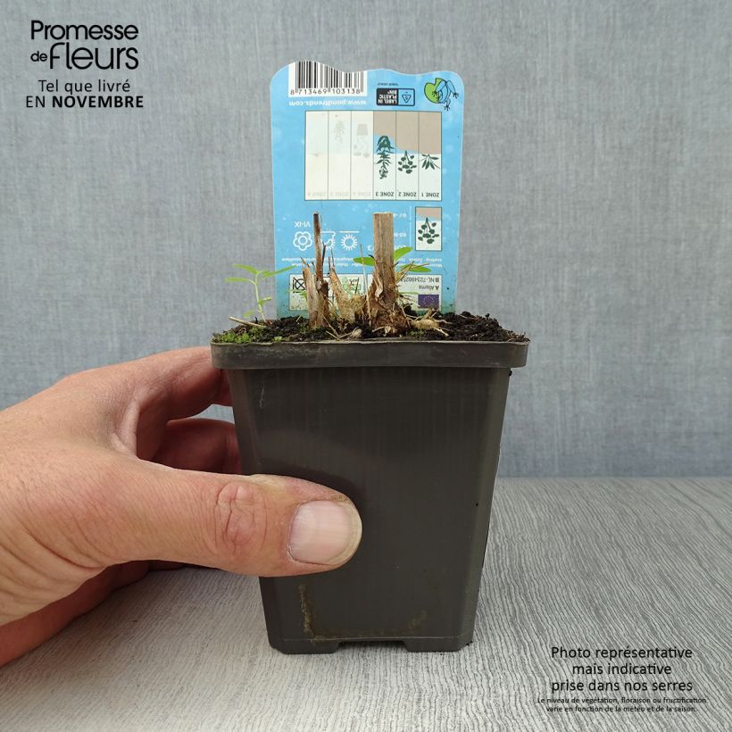 Exemplar von Alisma parviflora - Rundblättrige Froschlöffel Kleine Töpfe von 8/9 cm wie im Herbst geliefert