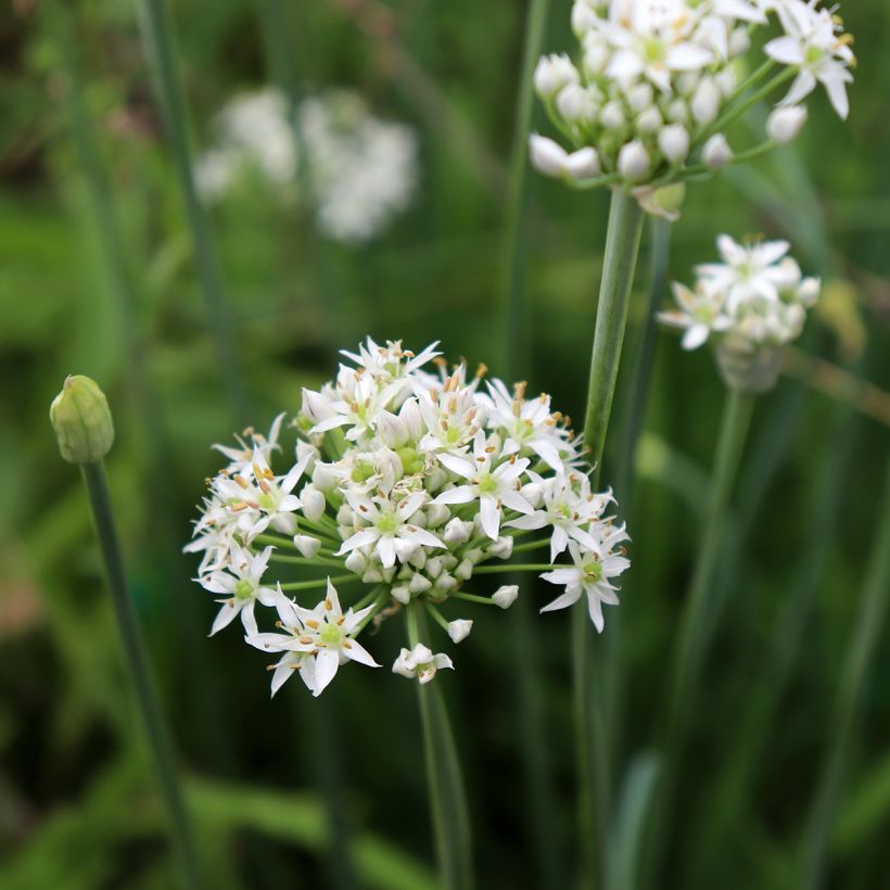 Schnittlauch Cliffs of Dover 'Ifalcod' (Blüte)