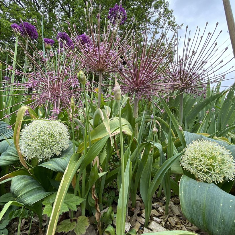 Allium schubertii - Schuberts Lauch (Hafen)