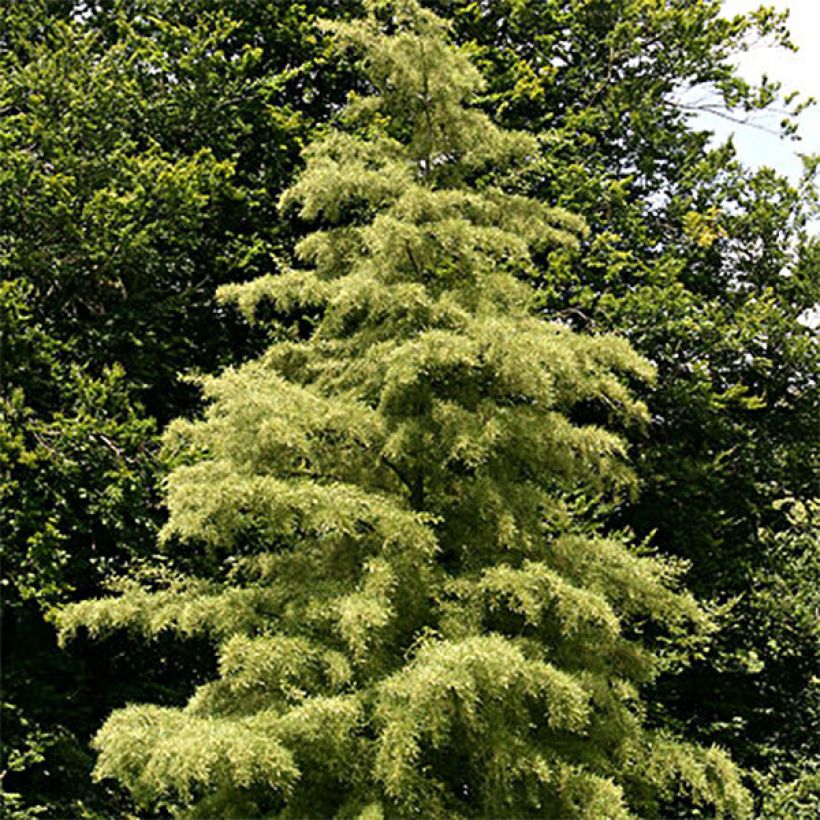 Alnus glutinosa Imperialis - Schwarz-Erle (Hafen)