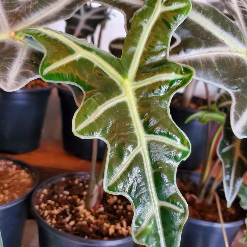 Alocasia Nobilis - Pfeilblatt (Laub)