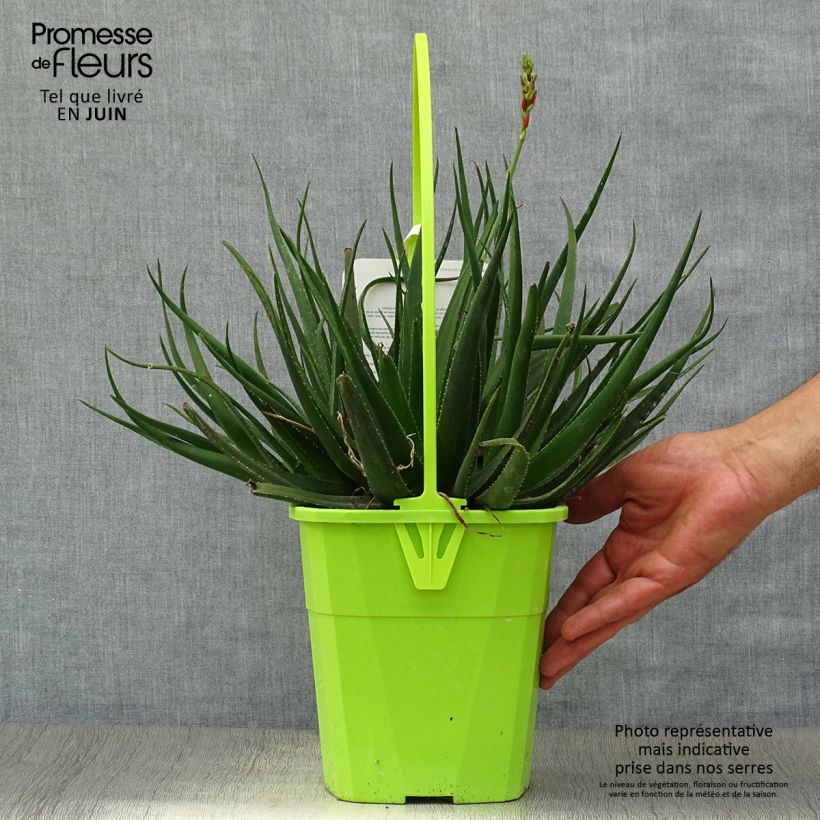 Exemplar von Aloe Safari Sunrise Topf mit 3L/4L wie im Sommer geliefert