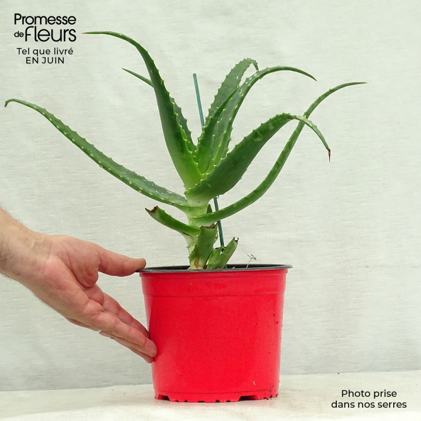 Exemplar von Aloe arborescens - Brand-Aloe Topf mit 2L/3L wie im Sommer geliefert