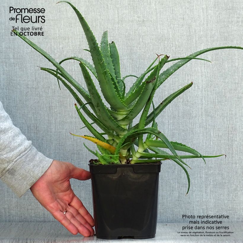 Exemplar von Aloe arborescens - Brand-Aloe Topf mit 2L/3L wie im Herbst geliefert