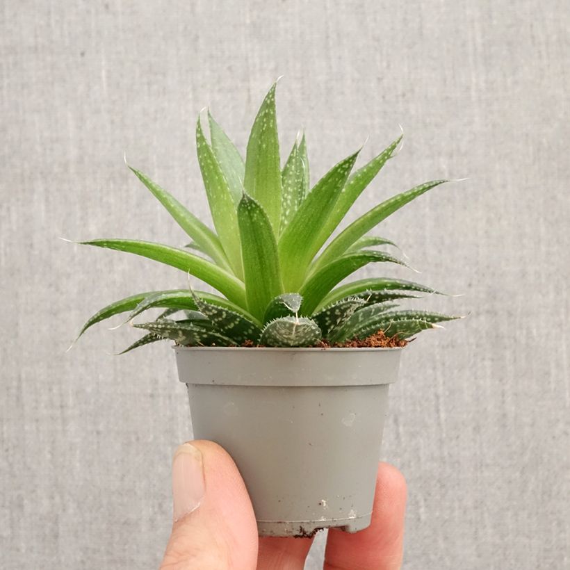 Exemplar von Aloe aristata Mini-Pflanze wie im Frühjahr geliefert
