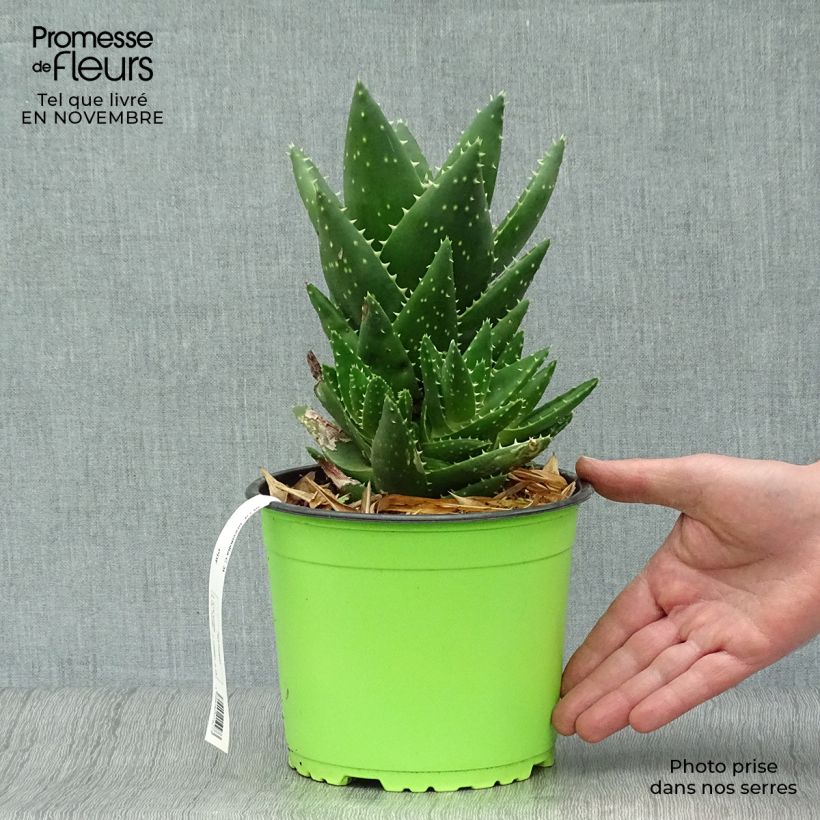 Exemplar von Aloe brevifolia - Kurzblättrige Aloe Topf mit 2L/3L wie im Herbst geliefert