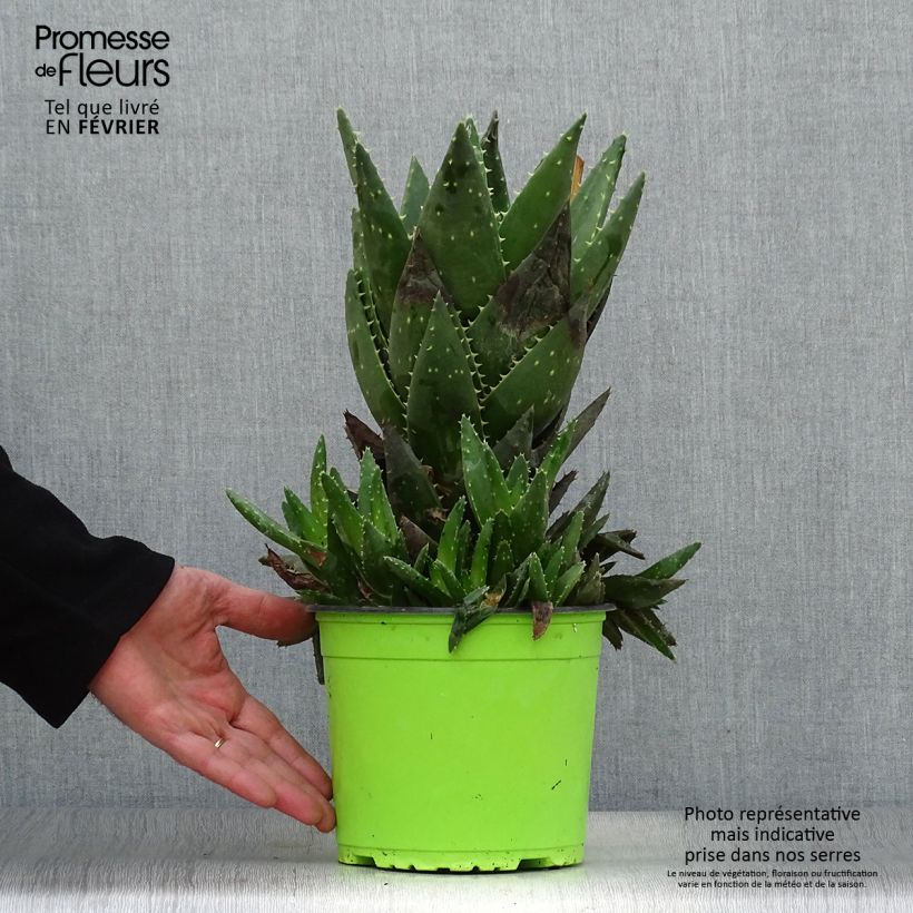 Exemplar von Aloe brevifolia - Kurzblättrige Aloe Topf mit 2L/3L wie im Winter geliefert