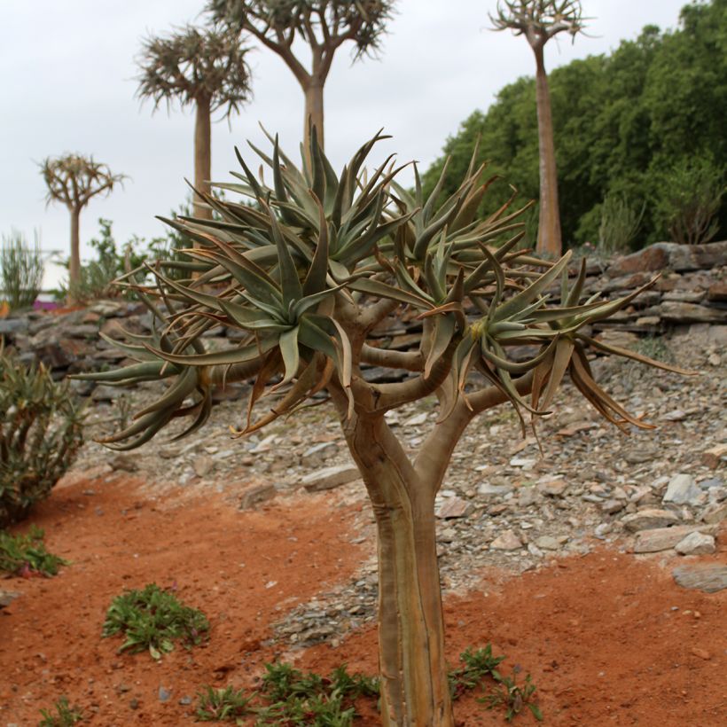 Aloe dichotoma - Köcherbaum (Hafen)
