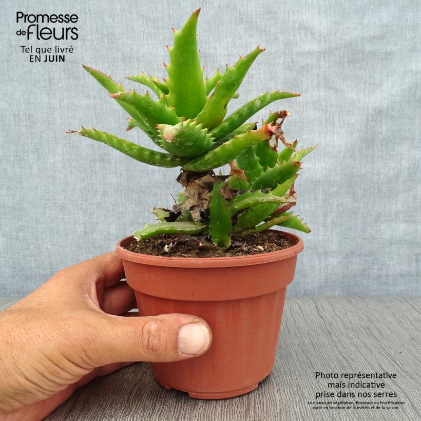 Exemplar von Aloe morogoroensis Topf 12 cm / 13 cm wie im Sommer geliefert