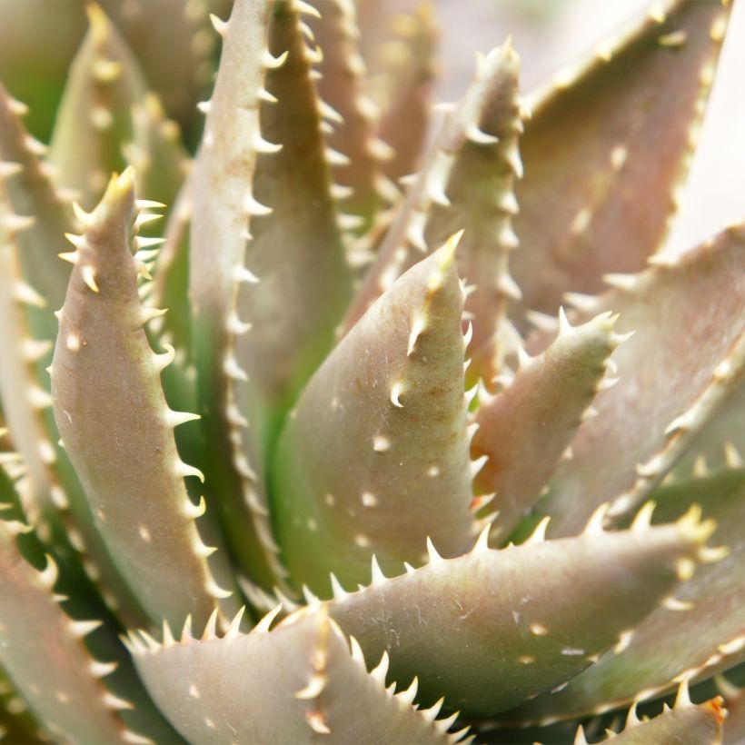 Aloe perfoliata - Schuttaloe (Laub)
