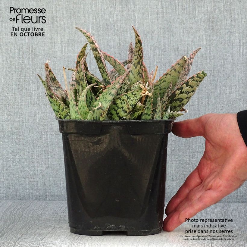Exemplar von Aloe rauhii Cleopatra Topf mit 2L/3L wie im Herbst geliefert