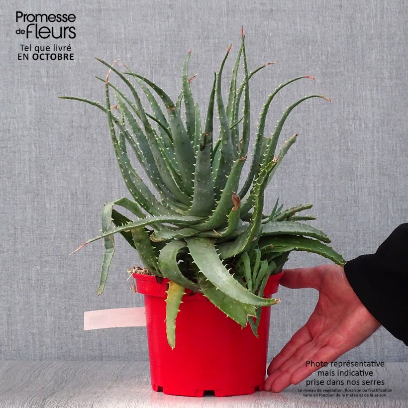 Exemplar von Aloe spinosissima Topf mit 2L/3L wie im Herbst geliefert