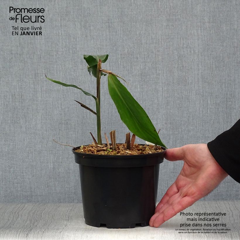 Exemplar von Alpinia galanga - Thai-Ingwer Topf mit 2L/3L wie im Winter geliefert