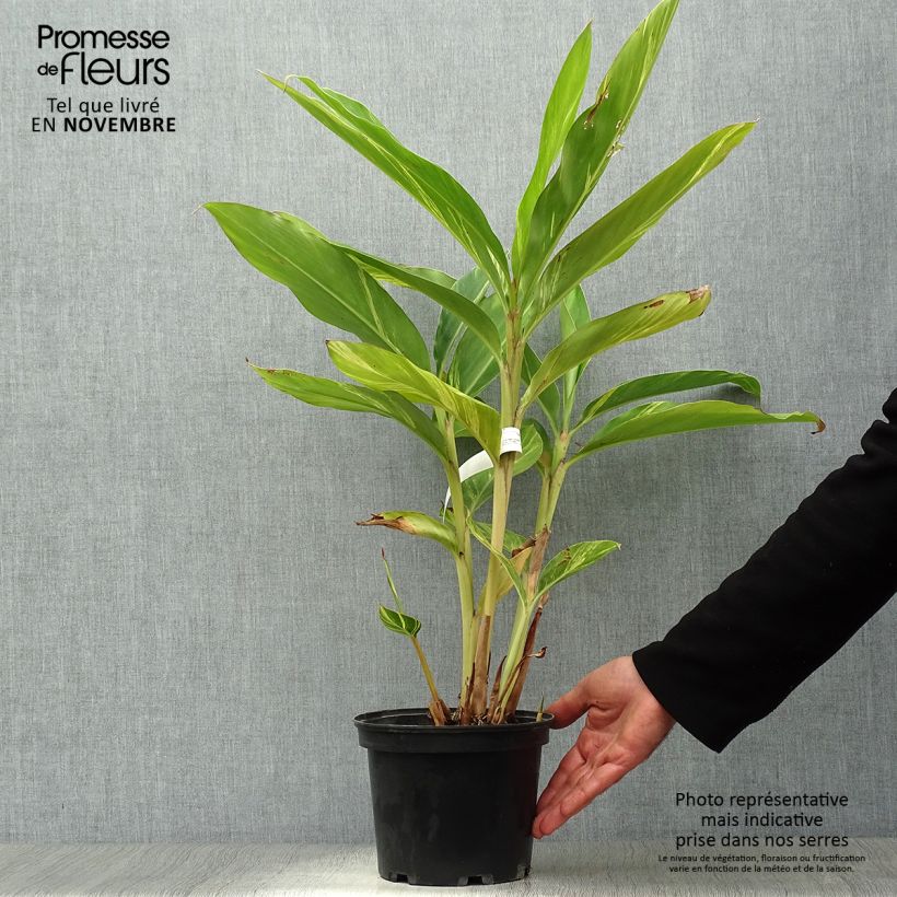 Exemplar von Alpinia zerumbet Variegata - Muschelingwer Topf mit 2L/3L wie im Herbst geliefert