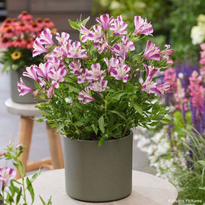 Alstroemeria Duchesses d'Anjou Valentine - Inkalilie (Wuchs)