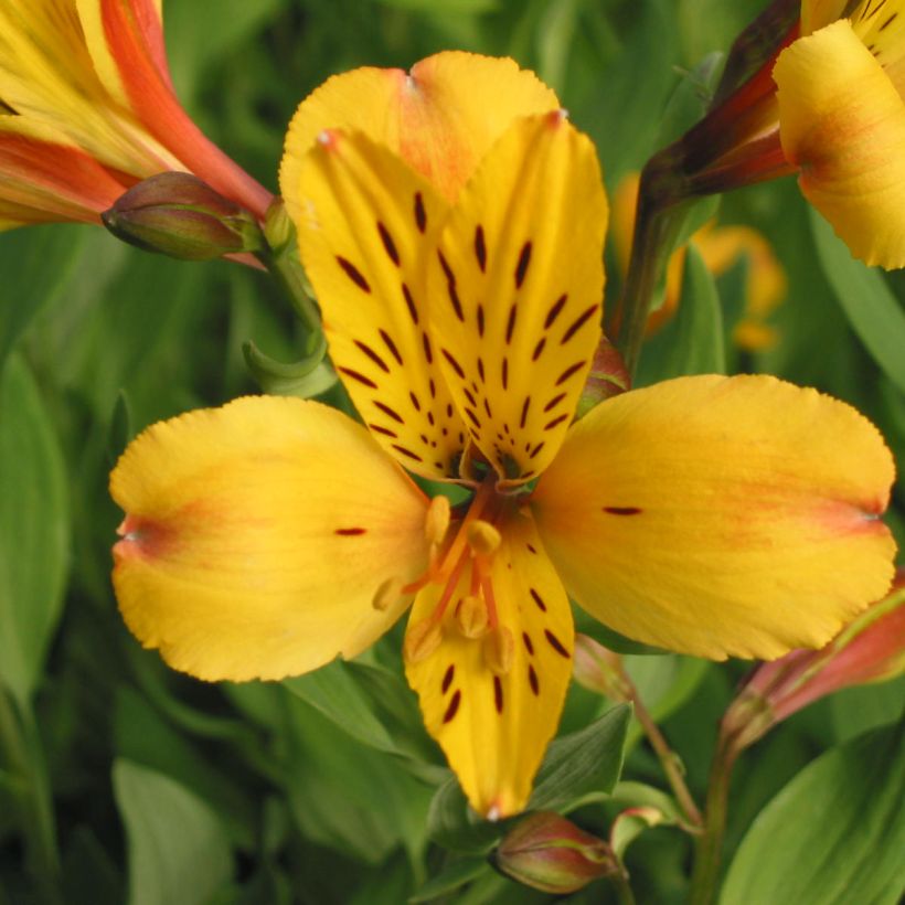Alstroemeria Majestic Serrant - Inkalilie (Blüte)