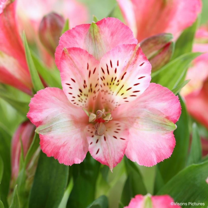 Alstroemeria Pitchounes Charlotte - Inkalilie (Blüte)