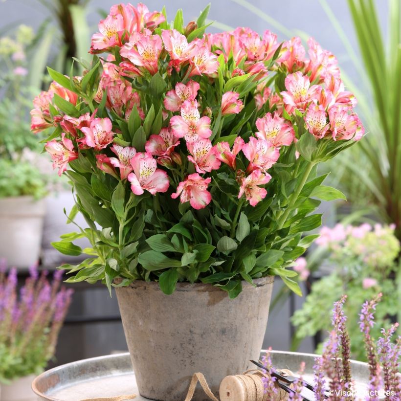 Alstroemeria Pitchounes Charlotte - Inkalilie (Wuchs)