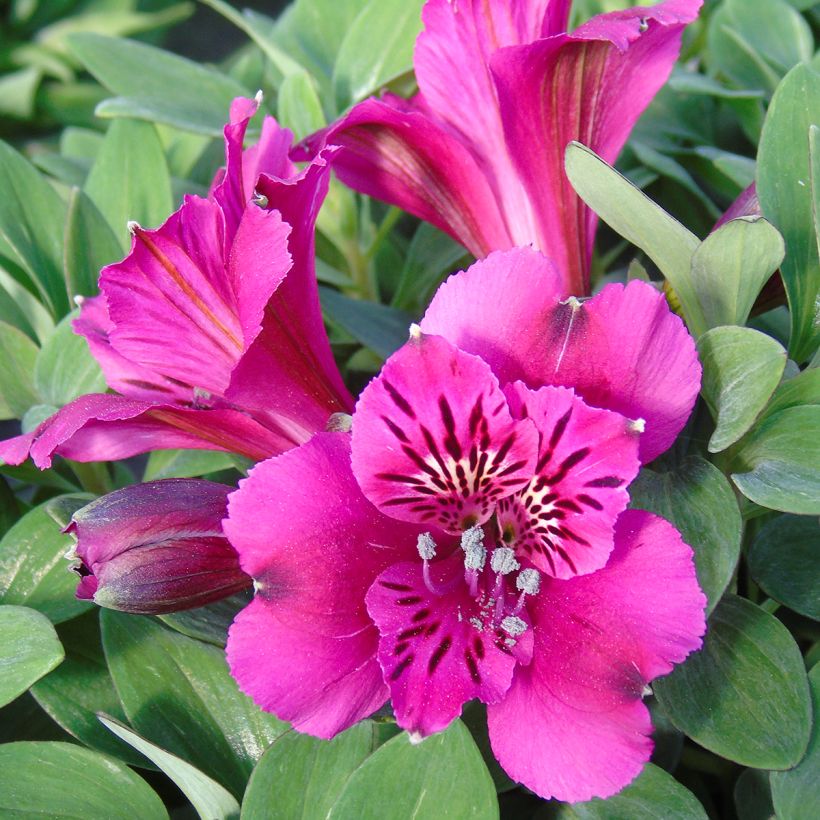 Alstroemeria Pitchounes Leonie - Inkalilie (Blüte)