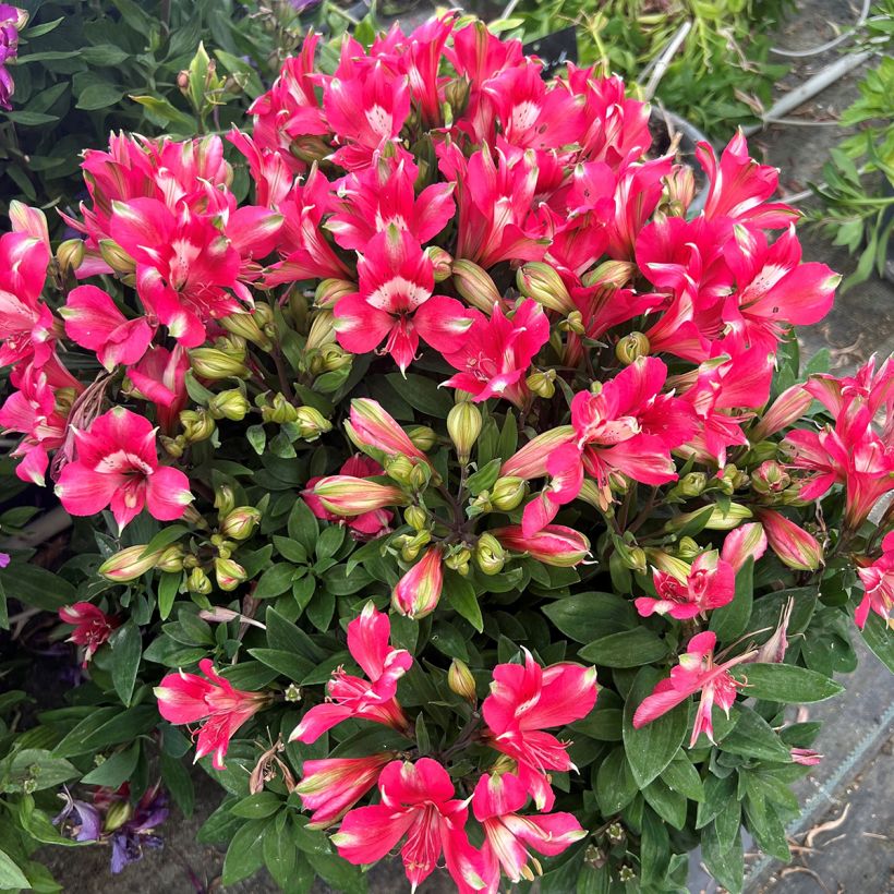 Alstroemeria Pitchounes Lily Rose - Inkalilie (Wuchs)