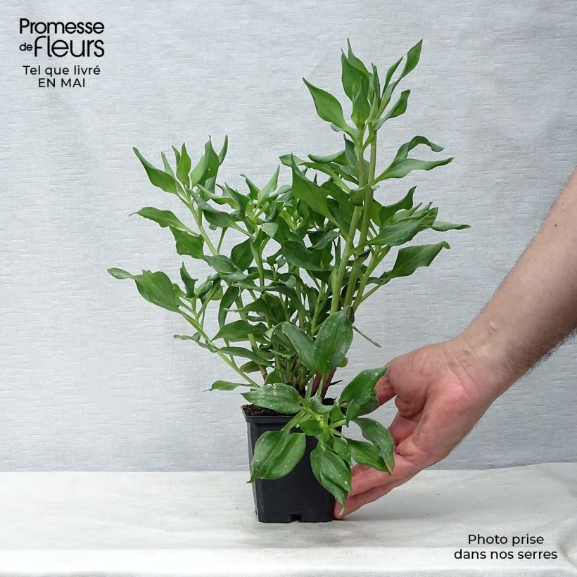 Exemplar von Alstroemeria Duc d'Anjou Jean - Inkalilie Kleine Töpfe von 8/9 cm wie im Frühjahr geliefert