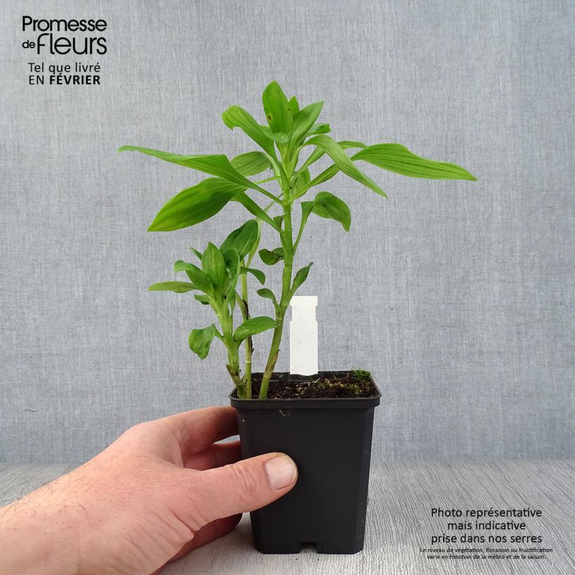 Exemplar von Alstroemeria Duc d'Anjou François - Inkalilie Kleine Töpfe von 8/9 cm wie im Winter geliefert