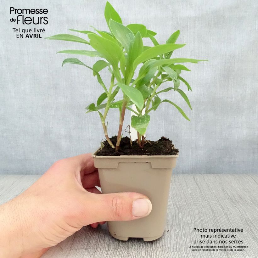 Exemplar von Alstroemeria Duc d'Anjou Nicolas - Inkalilie Kleine Töpfe von 8/9 cm wie im Frühjahr geliefert