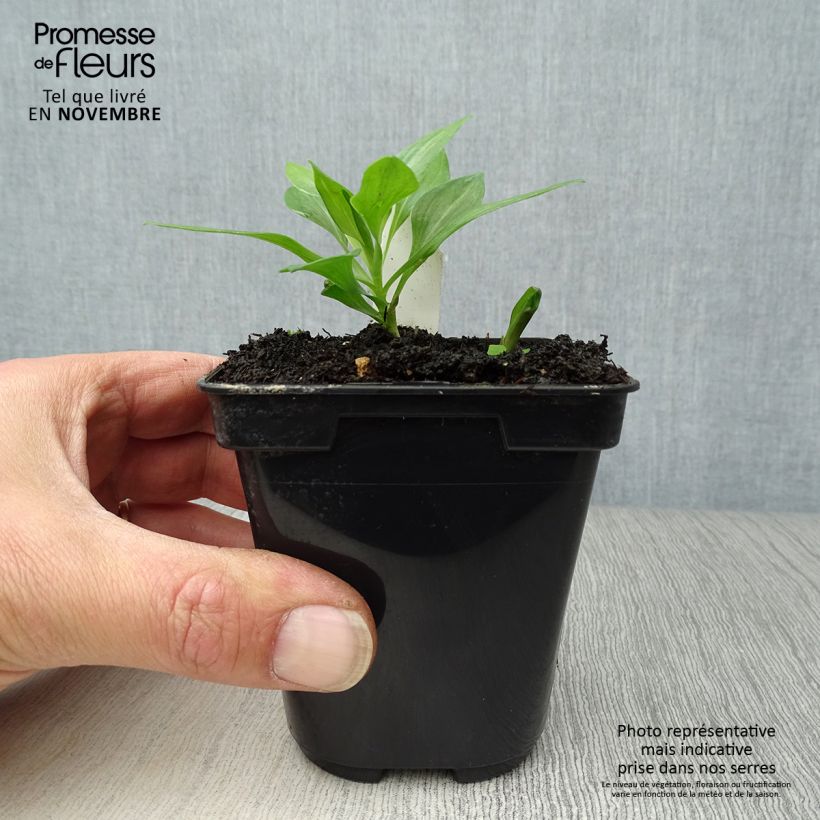 Exemplar von Alstroemeria Duc d'Anjou Pierre - Inkalilie Kleine Töpfe von 8/9 cm wie im Herbst geliefert