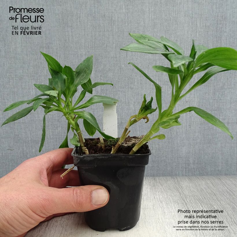 Exemplar von Alstroemeria Duc d'Anjou Pierre - Inkalilie Kleine Töpfe von 8/9 cm wie im Winter geliefert