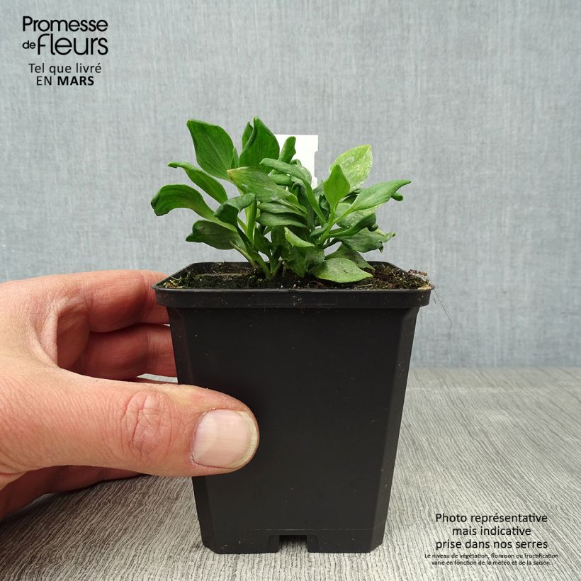 Exemplar von Alstroemeria Duchesses Diane - Inkalilie Kleine Töpfe von 8/9 cm wie im Frühjahr geliefert