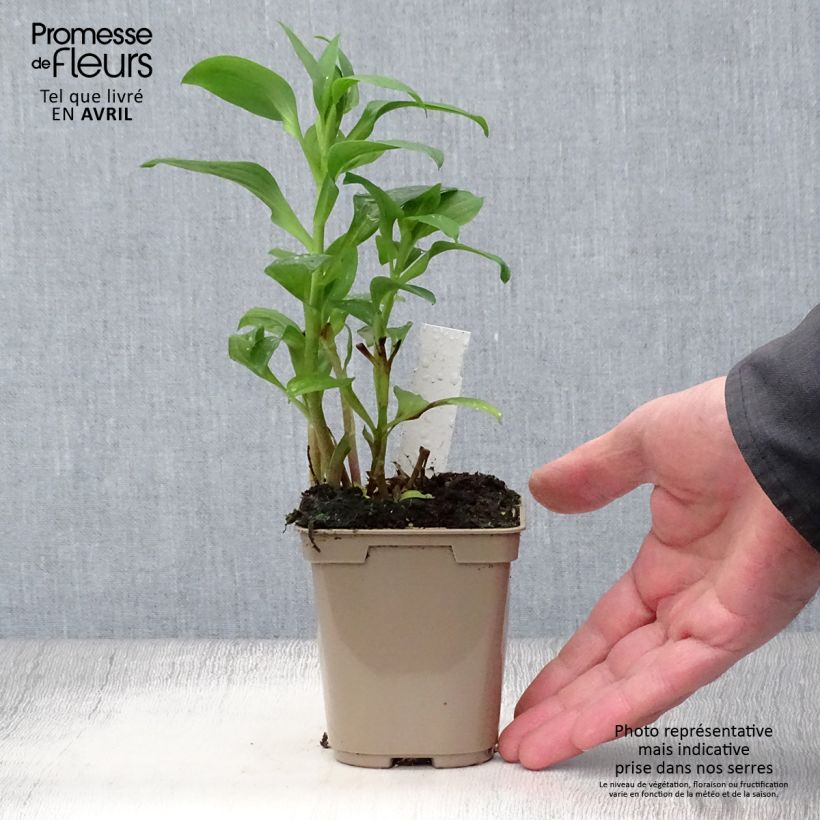 Exemplar von Alstroemeria Duchesse Elisabeth - Inkalilie Kleine Töpfe von 8/9 cm wie im Frühjahr geliefert