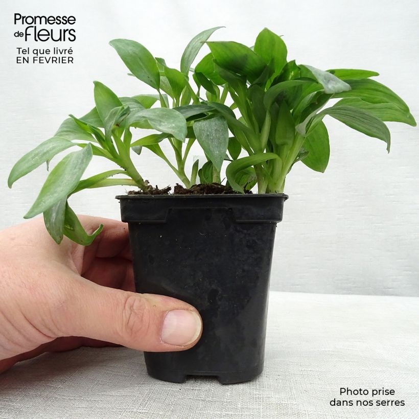 Exemplar von Alstroemeria Duchesses Isabelle - Inkalilie Kleine Töpfe von 8/9 cm wie im Winter geliefert