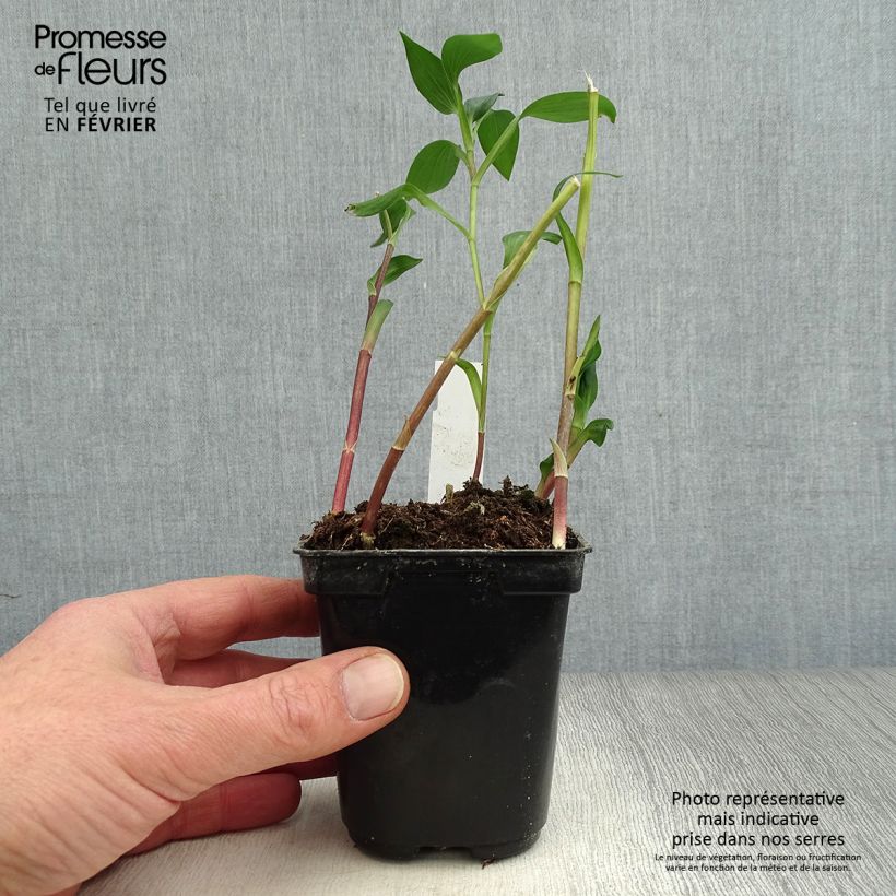 Exemplar von Alstroemeria Majestic Aubance - Inkalilie Kleine Töpfe von 8/9 cm wie im Winter geliefert