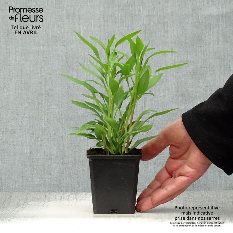 Exemplar von Alstroemeria Majestic Avrillé - Inkalilie Kleine Töpfe von 8/9 cm wie im Frühjahr geliefert