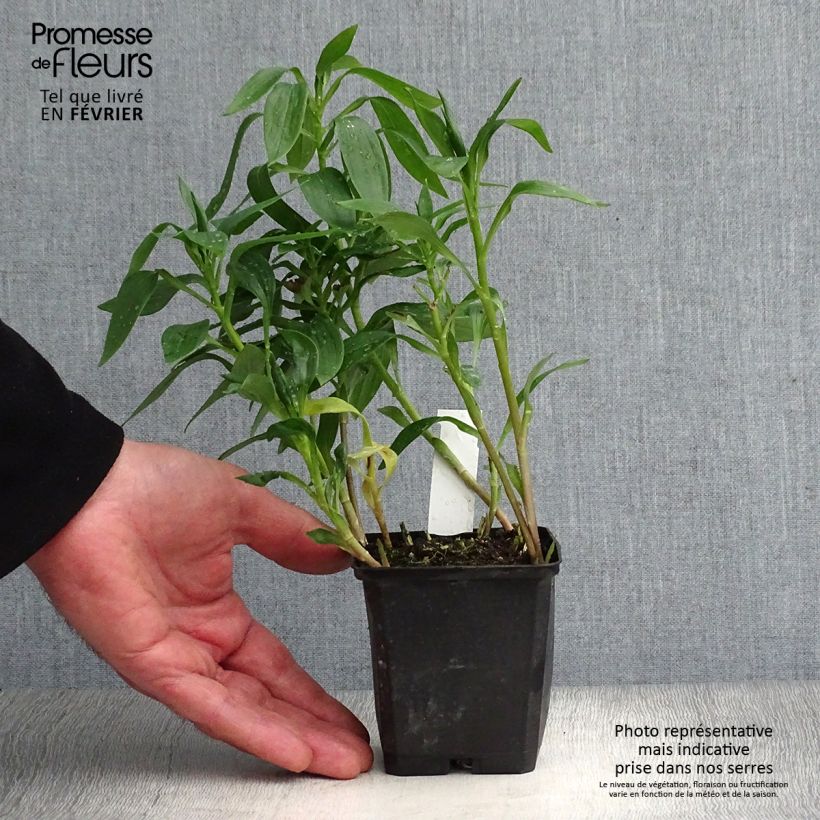 Exemplar von Alstroemeria Majestic Avrillé - Inkalilie Kleine Töpfe von 8/9 cm wie im Winter geliefert