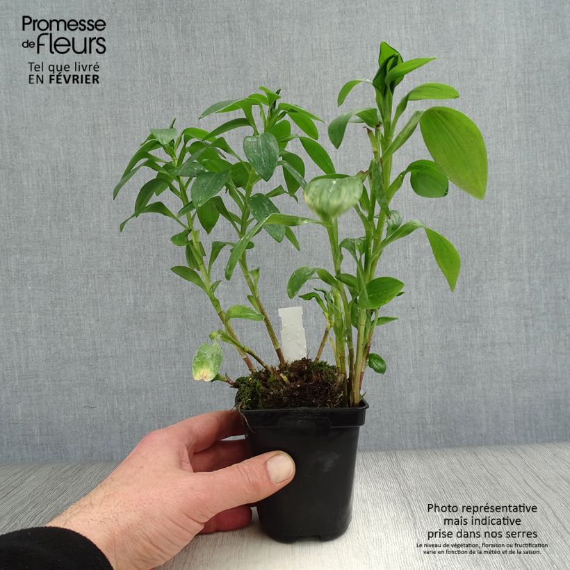 Exemplar von Alstroemeria Majestic Brissac - Inkalilie Kleine Töpfe von 8/9 cm wie im Winter geliefert