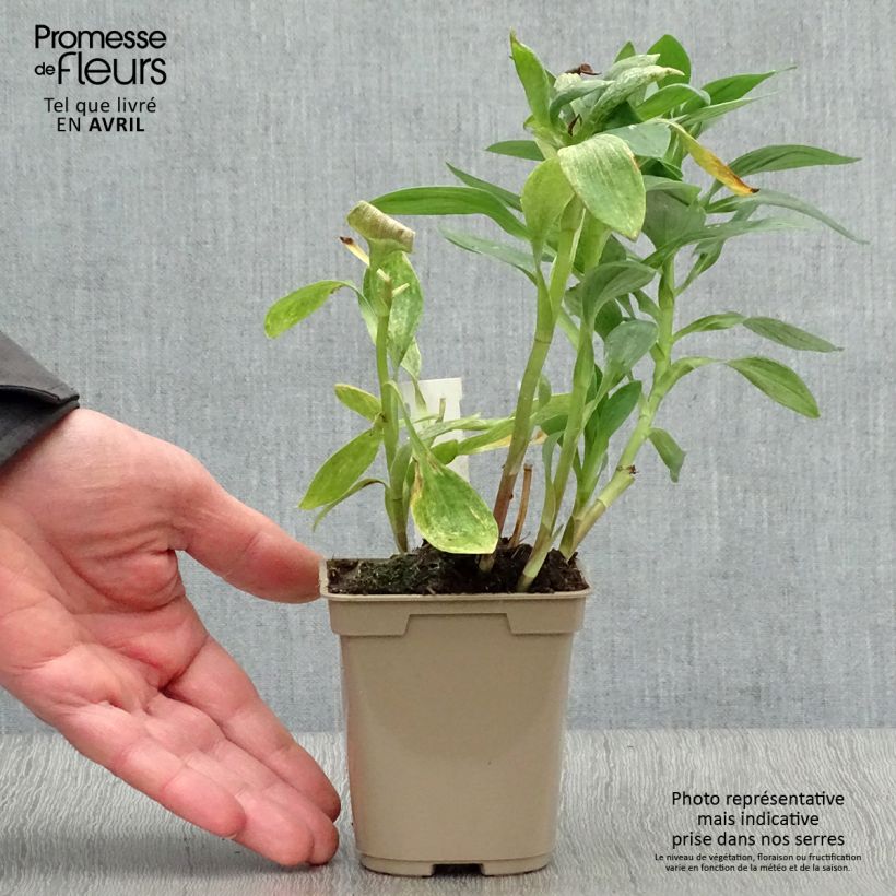 Exemplar von Alstroemeria Majestic Fougeré - Inkalilie Kleine Töpfe von 8/9 cm wie im Frühjahr geliefert