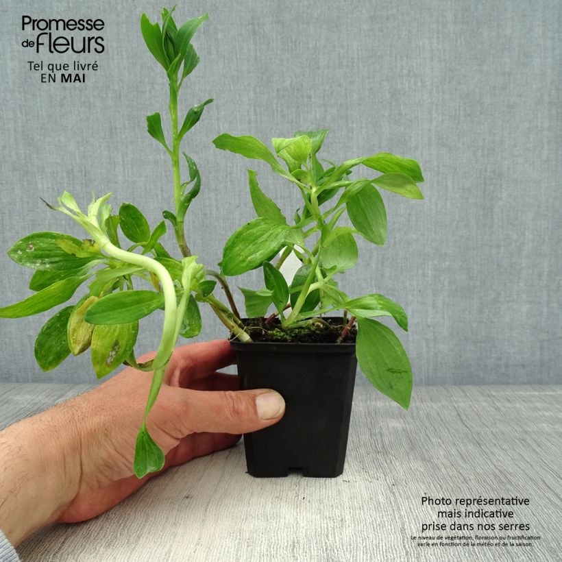 Exemplar von Alstroemeria Pitchounes Chloé - Inkalilie Kleine Töpfe von 8/9 cm wie im Frühjahr geliefert